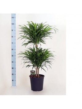 Dracaena anita 