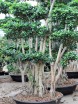 Ficus Nitida Microcarpa Ginseng