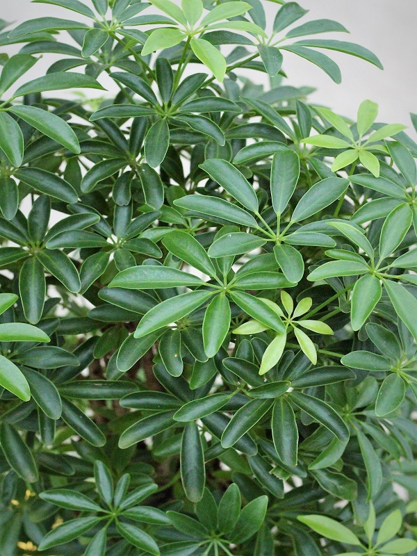 Schefflera luseane