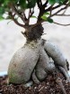 Ficus Nitida Microcarpa Ginseng