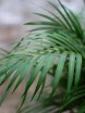 Areca Lutescens