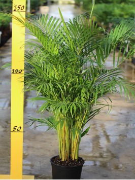 Areca Lutescens