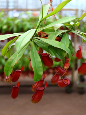 Nepenthes Alata